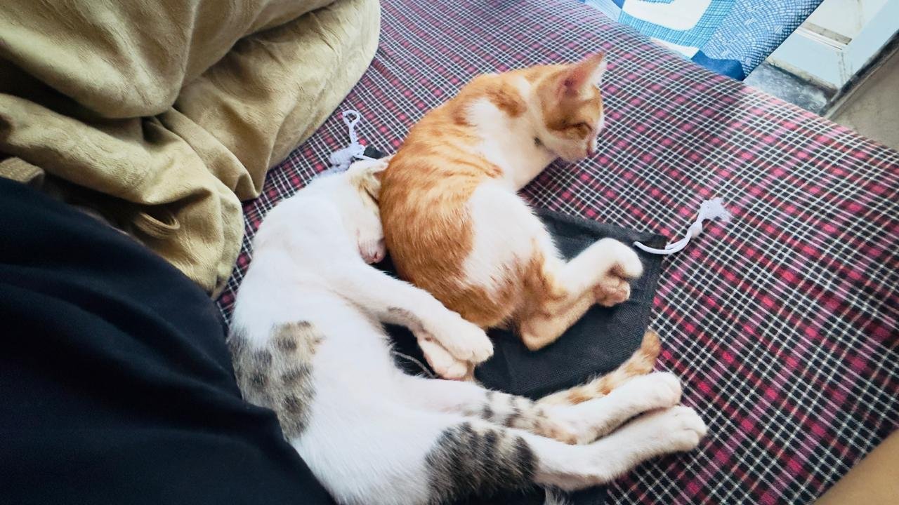 Two cats, one white with grey tabby patches and one orange and white, curled up asleep together on a checked blanket